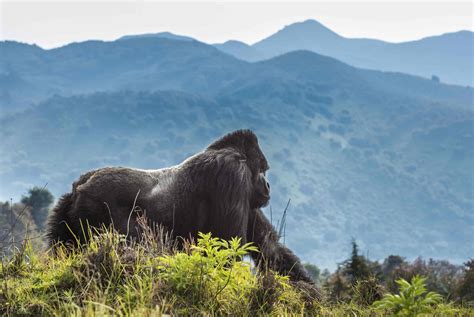 Rwanda Safaris .